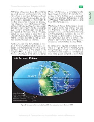 Biodiversidad de Guatemala en relación con su historia geológica y biogeografía
Consejo Nacional de Áreas Protegidas –CONAP– 29
Figura 3. Pangea en el Pérmico tardío hace 255 millones de años. Fuente: Scotese (1997)
Al final de este período (hace 64.5 millones
de años), cayó un objeto extraterrestre en el
noroeste de la península de Yucatán, el cual
formó el gran cráter Chicxulub. Este aconte-
cimiento se ha asociado con la extinción de
muchos organismos, incluidos los dinosau-
rios. Ésta podría haber sido la causa principal
de la extinción, aunque hay otros factores por
considerar, como las tremendas erupciones
que ocurrieron en los Deccan Traps de la In-
dia hace 65.6 millones de años (Southwood,
2003). De todos modos, la caída de un ob-
jeto sobre Yucatán, tan cerca de Guatemala,
habría eliminado casi toda la vida que exis-
tiera en el territorio en ese entonces.
También, hacia el final del Cretácico, la mini-
placa (terrane) Chortís se movió desde su ubi-
cación en el Pacífico (cerca del actual Oaxa-
ca) hacia el sureste y al final chocó con la
miniplaca Maya, que ya se había unido con
México. Este choque formó las sierras de las
Minas y el Merendón. La miniplaca Chortís
(que incluye el sureste de Guatemala, Hon-
duras y el norte de Nicaragua) se desplazó
hacia el este, a lo largo de la zona de la falla
del Motagua-Polochic, desde el Campaniano
hace 80 millones de años.
Más tarde, el choque de la placa de Cocos
con la placa Caribe hizo emerger más islas
que finalmente formaron el resto del istmo
centroamericano. Además del levantamiento
del istmo, se produjo el descenso del nivel del
mar debido a la disminución de la temperatu-
ra del planeta, lo cual activó la formación de
glaciares continentales desde el Oligoceno,
empezando en la Antártida (Coates, 2003).
Se conservaron algunos corredores maríti-
mos a lo largo del istmo en Panamá, Costa
Rica y Nicaragua. Fueron cerrándose lenta e
intermitentemente desde hace 15 millones de
años hasta que se completó su cierre hace
Capítulo1
Ancient landmass
Modern landmass
Subduction zone (triangles point in the
direction of subduction)
Sea floor spreading ridge
Late Permian 255 Ma
 