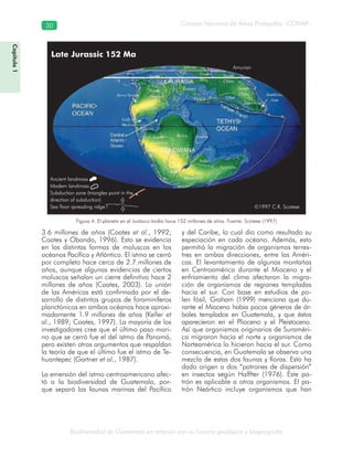 Biodiversidad de Guatemala en relación con su historia geológica y biogeografía
Consejo Nacional de Áreas Protegidas –CONAP–30
Capítulo1
Figura 4. El planeta en el Jurásico tardío hace 152 millones de años. Fuente: Scotese (1997)
3.6 millones de años (Coates et al., 1992;
Coates y Obando, 1996). Esto se evidencia
en las distintas formas de moluscos en los
océanos Pacífíco y Atlántico. El istmo se cerró
por completo hace cerca de 2.7 millones de
años, aunque algunas evidencias de ciertos
moluscos señalan un cierre definitivo hace 2
millones de años (Coates, 2003). La unión
de las Américas está confirmada por el de-
sarrollo de distintos grupos de foraminíferos
planctónicos en ambos océanos hace aproxi-
madamente 1.9 millones de años (Keller et
al., 1989; Coates, 1997). La mayoría de los
investigadores cree que el último paso mari-
no que se cerró fue el del istmo de Panamá,
pero existen otros argumentos que respaldan
la teoría de que el último fue el istmo de Te-
huantepec (Gartner et al., 1987).
La emersión del istmo centroamericano afec-
tó a la biodiversidad de Guatemala, por-
que separó las faunas marinas del Pacífico
y del Caribe, lo cual dio como resultado su
especiación en cada océano. Además, esto
permitió la migración de organismos terres-
tres en ambas direcciones, entre las Améri-
cas. El levantamiento de algunas montañas
en Centroamérica durante el Mioceno y el
enfriamiento del clima afectaron la migra-
ción de organismos de regiones templadas
hacia el sur. Con base en estudios de po-
len fósil, Graham (1999) menciona que du-
rante el Mioceno había pocos géneros de ár-
boles templados en Guatemala, y que éstos
aparecieron en el Plioceno y el Pleistoceno.
Así que organismos originarios de Suraméri-
ca migraron hacia el norte y organismos de
Norteamérica lo hicieron hacia el sur. Como
consecuencia, en Guatemala se observa una
mezcla de estas dos faunas y floras. Esto ha
dado origen a dos “patrones de dispersión”
en insectos según Halffter (1976). Este pa-
trón es aplicable a otros organismos. El pa-
trón Neártico incluye organismos que han
Ancient landmass
Modern landmass
Subduction zone (triangles point in the
direction of subduction)
Sea floor spreading ridge
Late Jurassic 152 Ma
Amurian
©1997 C.R. Scotese
 