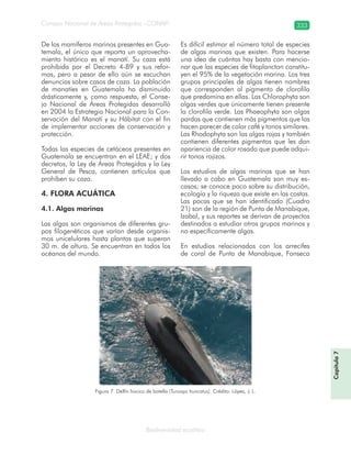 Consejo Nacional de Áreas Protegidas –CONAP– 333
Biodiversidad acuática
De los mamíferos marinos presentes en Gua-
temala, el único que reporta un aprovecha-
miento histórico es el manatí. Su caza está
prohibida por el Decreto 4-89 y sus refor-
mas, pero a pesar de ello aún se escuchan
denuncias sobre casos de caza. La población
de manatíes en Guatemala ha disminuido
drásticamente y, como respuesta, el Conse-
jo Nacional de Áreas Protegidas desarrolló
en 2004 la Estrategia Nacional para la Con-
servación del Manatí y su Hábitat con el fin
de implementar acciones de conservación y
protección.
Todas las especies de cetáceos presentes en
Guatemala se encuentran en el LEAE; y dos
decretos, la Ley de Áreas Protegidas y la Ley
General de Pesca, contienen artículos que
prohíben su caza.
4. FLORA ACUÁTICA
4.1. Algas marinas
Las algas son organismos de diferentes gru-
pos filogenéticos que varían desde organis-
mos unicelulares hasta plantas que superan
30 m. de altura. Se encuentran en todos los
océanos del mundo.
Es difícil estimar el número total de especies
de algas marinas que existen. Para hacerse
una idea de cuántas hay basta con mencio-
nar que las especies de fitoplancton constitu-
yen el 95% de la vegetación marina. Los tres
grupos principales de algas tienen nombres
que corresponden al pigmento de clorofila
que predomina en ellas. Las Chlorophyta son
algas verdes que únicamente tienen presente
la clorofila verde. Las Phaeophyta son algas
pardas que contienen más pigmentos que las
hacen parecer de color café y tonos similares.
Las Rhodophyta son las algas rojas y también
contienen diferentes pigmentos que les dan
apariencia de color rosado que puede adqui-
rir tonos rojizos.
Los estudios de algas marinas que se han
llevado a cabo en Guatemala son muy es-
casos; se conoce poco sobre su distribución,
ecología y la riqueza que existe en las costas.
Las pocas que se han identificado (Cuadro
21) son de la región de Punta de Manabique,
Izabal, y sus reportes se derivan de proyectos
destinados a estudiar otros grupos marinos y
no específicamente algas.
En estudios relacionados con los arrecifes
de coral de Punta de Manabique, Fonseca
Figura 7. Delfín hocico de botella (Tursiops truncatus). Crédito: López, J. L.
Capítulo7
 