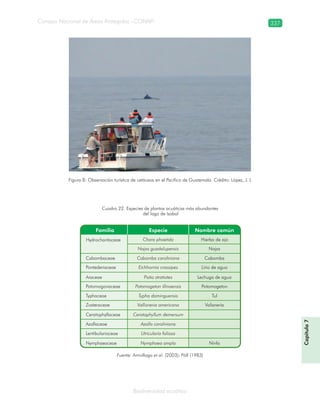 Consejo Nacional de Áreas Protegidas –CONAP– 337
Biodiversidad acuática
Figura 8: Observación turística de cetáceos en el Pacífico de Guatemala. Crédito: López, J. L
Fuente: Arrivillaga et al. (2003); Pöll (1983)
Cuadro 22. Especies de plantas acuáticas más abundantes
del lago de Izabal
Capítulo7
 