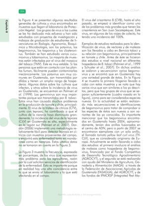 Consejo Nacional de Áreas Protegidas –CONAP–354354
Agentes subcelulares y microorganismosgenAg
la Figura 4 se presentan algunos resultados
generales de cultivos y virus encontrados en
muestras que llegan al laboratorio de Protec-
ción Vegetal. Los grupos de virus a los cuales
se les ha dedicado más esfuerzo y han sido
estudiados con proyectos de investigación y
trabajos de graduación de estudiantes de li-
cenciaturas en Biología, Agronomía, Bioquí-
mica y Microbiología, son los potyvirus, los
begomovirus, los tospovirus y los closterovi-
rus. También se han estudiado varios cucu-
movirus y tobamovirus. La mayoría de mues-
tras están infectadas por el virus del mosaico
del tabaco (TMV). Éste es muy estable. Si las
personas que están en contacto con las plan-
tas fuman, fácilmente pueden contaminarlas
mecánicamente. Los potyvirus son muy co-
munes en Guatemala, son transmitidos por
áfidos y tienen un amplio rango de hospe-
deros. Algunos datos sobre los cultivos que
infectan, y otros sobre la incidencia de virus
en Guatemala, se encuentran en Palmieri et
al. (1999). Los geminivirus son muy impor-
tantes porque son transmitidos por B. tabaci.
Estos virus han causado muchos problemas
en la producción de tomate y chile, principal-
mente. El virus de la tristeza de cítricos (CTV),
junto con leprosis, ha contribuido a que el
cultivo de la naranja haya disminuido gran-
demente. La incidencia del virus de la leprosis
(CiLV) en Guatemala es alta, especialmente
en la región sur (Palmieri et al. 2007). Dar-
dón (2006) implementó una metodología re-
lativamente fácil para detectar leprosis en cí-
tricos con muestras provenientes del campo,
y encontró esta enfermedad tanto en manda-
rinas como en naranjas. Estos últimos datos
no se tomaron en cuenta en la Figura 3.
La Figura 3 muestra la frecuencia, expresada
en porcentajes, de los virus que representan
más problema para los agricultores, razón
por la cual solicitan servicios de identificación
de la enfermedad. Esto es importante porque
en realidad hay una alta coincidencia entre
lo que se envía al laboratorio y lo que está
afectando en el campo.
El virus del crisantemo B (CVB), hasta el año
pasado, se empezó a identificar como uno
de los problemas más grandes que tienen los
crisantemos en San Juan Sacatepéquez. Este
virus, en algunos de los viajes de colecta, ha
tenido una incidencia del 100%.
Ejemplos de estudios realizados para la iden-
tificación de virus, de vectores y de malezas
son los llevados a cabo en Bemisia tabaci y
su relación con begomovirus, principalmente
en tomate y chile. Antes de éste se hicieron
dos estudios a nivel nacional en diferentes
hospederos de B. tabaci (Palmieri et al., 1999
y Schuster et al., 2007). En dichos análisis
se aislaron y secuenciaron varios begomo-
virus y se encontró que en Guatemala hay
una variedad grande de éstos. En la Figura
4 se muestra la primera filogenia llevada a
cabo con estas muestras y se nota que hay
varios virus que son similares a los ya descri-
tos, pero que hay grupos de virus que se se-
paran suficientemente (cuadro rosado en la
figura), como para ser considerados especies
nuevas. En la actualidad se están realizan-
do más secuenciaciones e identificaciones
de begomovirus para tratar de comprobar si
las especies de éstos son nuevas o son va-
riantes de las ya conocidas. Es importante
mencionar que los begomovirus encontra-
dos en Guatemala hasta 2004, aproxima-
damente, tenían dos anillos fusionados en
el centro de ADN, pero a partir de 2007 se
encontraron ejemplares con un solo anillo,
el llamado tomato yellow leaf curl virus (TY-
CLV), que es considerado originario de Eu-
ropa. Actualmente se están llevando a cabo
dos estudios: el primero involucra el análisis
de malezas como hospederas de begomo-
virus, financiado por el Fondo Competitivo
de Desarrollo Tecnológico Agroalimentario
(AGROCYT), y el segundo se está realizando
con ayuda del Ministerio de Agricultura, Ga-
nadería y Alimentación (MAGA) a través de
la Federación de Asociaciones Agrícolas de
Guatemala (FASAGUA), del AGROCYT, y de
los fondos de IPMCRSP (Integrated Pest Ma-
Capítulo8
 