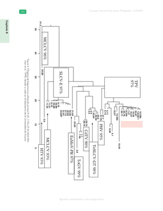 Consejo Nacional de Áreas Protegidas –CONAP–356356
Agentes subcelulares y microorganismos
Figura4.FilogeniadebegomovirusutilizandoprimersPrAC1154yPrAV2644(Pal-
mierietal.1999),llevadoacaboenellaboratoriodelaUniversidaddeArizona
Capítulo8
TPV
97%
PHV95%
ToSLCV-GT98%
CdTV90%
ToGV99%
EuMoV-PR97%
MCLCV93%
HTV93%
SLCV-E97%
MCLCV96%
10.28b
13c36-1
33.87
16.46
16.97
7.21
8.23b
30.76
30.77
15.45
12.36b
19.57
4.1
9.26
4.11
5.14
27.7
31.79
20.6
20.59
2.4
2.5
23.64
29.74
29.75
1.1
7.3b
3.8
23.65
21.63
32.82
32.84
27.72
31.81
33.b87
6.18
35.89
35.88
6.16
11.31
11.32
2.6
24.69
51.2
50403020100
 