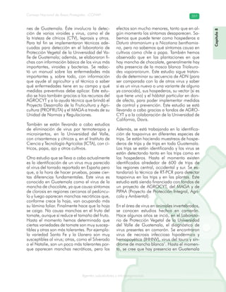 Consejo Nacional de Áreas Protegidas –CONAP– 357
Agentes subcelulares y microorganismosrooorganismos
nes de Guatemala. Éste involucra la detec-
ción de varios viroides y virus, como el de
la tristeza de cítricos (CTV), leprosis y otros.
Para tal fin se implementaron técnicas ade-
cuadas para detección en el laboratorio de
Protección Vegetal de la Universidad del Va-
lle de Guatemala; además, se elaboraron fi-
chas con información básica de los virus más
importantes, viroides y bacterias. Se redac-
tó un manual sobre las enfermedades más
importantes y, sobre todo, con información
que ayude al agricultor y al técnico a saber
qué enfermedades tiene en su campo y qué
medidas preventivas debe aplicar. Este estu-
dio se hizo también gracias a los recursos del
AGROCYT y a la ayuda técnica que brindó el
Proyecto Desarrollo de la Fruticultura y Agri-
cultura (PROFRUTA) y el MAGA a través de su
Unidad de Normas y Regulaciones.
También se están llevando a cabo estudios
de eliminación de virus por termoterapia y
microinjertos, en la Universidad del Valle,
con crisantemos y cítricos y, en el Instituto de
Ciencia y Tecnología Agrícolas (ICTA), con cí-
tricos, papa, ajo y otros cultivos.
Otro estudio que se lleva a cabo actualmente
es la identificación de un virus muy parecido
al virus del torrado reportado en España pero
que, a la hora de hacer pruebas, posee cier-
tas diferencias fundamentales. Este virus es
conocido en Guatemala como el virus de la
mancha de chocolate, ya que causa síntomas
de clorosis en regiones cercanas al pedúncu-
lo y luego aparecen manchas necróticas que,
conforme crece la hoja, van ocupando más
su lámina foliar. Finalmente hace que la hoja
se caiga. No causa manchas en el fruto del
tomate, aunque sí reduce el tamaño del fruto.
Hasta el momento hemos determinado que
ciertas variedades de tomate son muy suscep-
tibles y otras son más tolerantes. Por ejemplo:
la variedad Santa Fe y la Llanero son muy
susceptibles al virus; otras, como el Silverado
o el Natalie, son un poco más tolerantes por-
que aparecen manchas necróticas, pero los
efectos son mucho menores, tanto que en al-
gún momento los síntomas desaparecen. Sa-
bemos que puede tener como hospederos a
Datura stramonium y a Nicotiana benthamia-
na, pero no sabemos qué síntomas causa en
cultivos como chile o papa. También hemos
observado que en las plantaciones en que
hay mancha de chocolate, generalmente hay
alta presencia de la mosca blanca Trialeuro-
des vaporariorum. Este estudio sigue tratan-
do de determinar su secuencia de ADN (para
ser comparada con la de otros virus y saber
si es un virus nuevo o una variante de alguno
ya conocido), sus hospederos, su vector (si es
que tiene uno) y el hábitat particular en don-
de afecta, para poder implementar medidas
de control y prevención. Este estudio se está
llevando a cabo gracias a fondos de AGRO-
CYT y a la colaboración de la Universidad de
California, Davis.
Además, se está trabajando en la identifica-
ción de tospovirus en diferentes especies de
trips. Se están haciendo muestreos de hospe-
deros de trips y de trips en toda Guatemala.
Los trips se están identificando y los virus se
están detectando tanto en los trips como en
los hospederos. Hasta el momento existen
identificados alrededor de 600 de trips de
las regiones central, occidental y sur. Se es-
tandarizó la técnica de RT-PCR para detectar
tospovirus en los trips y en las plantas. Este
estudio está siendo financiado con fondos de
un proyecto de AGROCYT, del MAGA y de
PIPAA (Proyecto de Protección Integral, Agrí-
cola y Ambiental).
En el área de virus en animales invertebrados,
se conocen estudios hechos en camarón.
Hace algunos años se inció, en el Laborato-
rio de Protección Vegetal de la Universidad
del Valle de Guatemala, el diagnóstico de
virus presentes en camarón. Se encontraron
virus de necrosis infecciosa hipodérmica y
hemapoyética (IHHNV), virus del taura y sín-
drome de mancha blanca1
. Hasta el momen-
to, se cree que hay presencia en Guatemala
Capítulo8
 