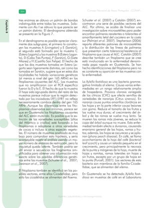 Consejo Nacional de Áreas Protegidas –CONAP–364364
Agentes subcelulares y microorganismosgenAg
tres enzimas se obtuvo un patrón de bandas
indistinguible entre todas las muestras. Sola-
mente con Alu I se obtuvo lo que parecía ser
un patrón distinto. El dendrograma obtenido
se presenta en la Figura 7.
En el dendrograma es posible apreciar clara-
mente dos subgrupos; el primero lo constitu-
yen las muestras A (Livingston) y E (Sarstún);
el segundo está formado por la muestra C
(Estero Lagarto) y las muestras B (Estero Lagar-
to), D (Cabo Tres Puntas), F (Sarstún), G (Siete
Altares) y H (Castillo San Felipe). El hecho de
que las dos muestras tomadas en Estero La-
garto sean ligeramente distintas, así como las
tomadas en Sarstún, sugiere que en estas dos
localidades ha habido variaciones genéticas
(al menos a nivel del gen 16S ARNr) en los
fitoplasmas causantes del ALC. Las muestras
que no amplificaron con el PCR específico
fueron la D y la E. El hecho de que la muestra
D haya sido agrupada dentro del resto de las
muestras parece indicar que la región detec-
tada por los iniciadores LYF1/LYR1 no refleja
necesariamente cambios dentro del gen 16S
ARNr. Aunque las diferencias entre los fito-
plasmas observados son mínimas, parece ser
que en Guatemala los fitoplasmas causantes
del ALC están mutando. Es posible que la ex-
tinción de las variedades susceptibles (altos
del Atlántico o criollos) esté forzando a los
fitoplasmas a adaptarse a otras variedades
de cocos o incluso a otras especies vegeta-
les. El número de muestras analizado es muy
bajo para comprobar esta hipótesis, y sería
aconsejable repetir el análisis usando un ma-
yor número de enzimas de restricción, pero la
inquietud queda latente. También podría ser
útil enviar a secuenciar los fragmentos am-
plificados para obtener una información más
exacta sobre las posibles diferencias genéti-
cas entre las muestras (Schuster et al., 2007;
Swanson et al., 2007).
El fitoplasma también se identificó en los po-
sibles vectores, entre ellos Cicadellidae; pero
sólo los cicadélidos se alimentan del floema.
Schuster et al. (2007) y Catalán (2007) en-
contraron una serie de posibles vectores del
ALC. Por último, se acaba de finalizar una
investigación sobre microsatélites para poder
encontrar palmeras resistentes o tolerantes al
amarillamiento letal del cocotero en la costa
sur (Palmieri et al. 2007). Stephenson (2006)
reporta diferentes patrones de microsatélites
y la distribución de las líneas de palmeras
que presentan cierta tolerancia/resistencia al
fitoplasma que causa el ALC. Catalán (2007)
describe también un fitoplasma que se cree
está involucrado en la enfermedad denomi-
nada papa rayada en Guatemala. Se han
hecho identificaciones del fitoplasma pero no
es constante su aparición en las muestras con
la enfermedad.
La Xylella fastidiosa es una bacteria gramne-
gativa limitada al xilema. Causa varias enfer-
medades en un rango relativamente amplio
de hospederos. Provoca clorosis variegada
de los cítricos (CVC) que afecta semillas de
variedades de naranjas (Citrus sinensis). En
naranja causa puntos amarillos cloróticos en
las hojas y en la parte inferior causa lesiones
con goma. Reduce el tamaño de los frutos y
los vuelve muy duros; el crecimiento del ár-
bol y de las ramas se vuelve muy lento. Se
mueren las ramas más jóvenes, se reduce la
copa del árbol aunque no muere. Esta enfer-
medad también afecta a duraznos, causando
enanismo general de las hojas, ramas y fru-
tos; además, las hojas se oscurecen y se apla-
nan (phony peach disease). En café, se llama
acorchamiento de la hoja del café (bacterial
leaf scorch) y causa un retardo pequeño en el
crecimiento, pero principalmente la necrosis
de la punta y márgenes de la hoja, muerte de
hojas y ramitas, ramas laterales sin hojas y
sin frutos, excepto por un grupo de hojas en
la punta (Purcell, 2001). Los vectores de esta
bacteria son miembros de la familia Cicade-
llidae, que se alimentan del xilema.
En Guatemala se ha detectado Xylella fasti-
diosa en muestras de café en el Laboratorio
Capítulo8
 
