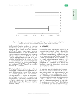 Consejo Nacional de Áreas Protegidas –CONAP– 365
Agentes subcelulares y microorganismos
de Protección Vegetal, también en muestras
de cítricos y de papa, la mayoría con sín-
tomas de papa rayada. ANACAFÉ también
está llevando a cabo pruebas para la detec-
ción de esta bacteria en café. Aún no se han
realizado estudios en malezas, sin embargo
está por iniciar el primero. En la Facultad de
Ciencias Ambientales y Agrícolas de la Uni-
versidad Rafael Landívar se estudió en 2006
la presencia de Xylella fastidiosa en posibles
vectores colectados en plantaciones de café,
con ayuda de ANACAFÉ y de la Universidad
del Valle de Guatemala.
Otro tipo de bacteria fastidiosa que se ha es-
tudiado en Guatemala son las rickettsias, cau-
sante del Papaya Bunchytop. Estas bacterias
son cocoides gramnegativas con un tamaño
que varía entre 0.3 y 0.7 um de ancho y 1-2
um de largo. Son parásitos intracelulares es-
trictos y no son cultivables fuera del hospede-
ro. Tienen pared celular de ácido murámico
y ácido diaminopimélico (Madigan, Martinco
y Parker, 2004).
6. HONGOS
Guatemala posee 24 idiomas nativos y se
sabe que, dentro de la cultura indígena, los
hongos han sido recolectados y consumidos
localmente desde tiempos inmemoriales, tal
como lo demuestran las “piedras hongo” del
período precolombino. Fueron talladas por
los mayas aproximadamente del año 1500
A.C. al 900 D.C., y encontradas casi exclu-
sivamente en Guatemala en la región del
altiplano, ruinas de Kaminaljuyú y costa sur
(Sommerkamp, 1984).
En cuanto a la etnomicología, podemos des-
tacar que el mayor conocimiento de los hon-
gos tenía que ver con sus propiedades ali-
menticias. Los mayas, quizá desde el Preclási-
co, utilizaron los siguientes hongos psicotró-
picos como alucinógenos: Amanita muscaria
y Psilocybe. Estudios de Lowy (1977) demues-
tran las características lingüísticas que toda-
vía perduran entre los k’iche’s del altiplano
de Guatemala, que usan el vocablo kakuljá,
Figura 7. Dendrograma construido a partir de los largos de los fragmentos obtenidos después de digerir los
productos de PCR con cuatro enzimas de restricción. Fuente: Palmieri et al. (2007a)
Capítulo8
0.10 0.08 0.06 0.04 0.02 0.00
E
A
D
B
F
G
H
C
 