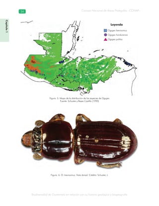 Biodiversidad de Guatemala en relación con su historia geológica y biogeografía
Consejo Nacional de Áreas Protegidas –CONAP–34
Capítulo1
Figura. 5. Mapa de la distribución de las especies de Ogyges
Fuente: Schuster y Reyes Castillo (1990)
Figura. 6. O. laevissimus. Vista dorsal. Crédito: Schuster, J.
Ogyges laevissimus
Ogyges hondurensis
Ogyges politos
Leyenda
 