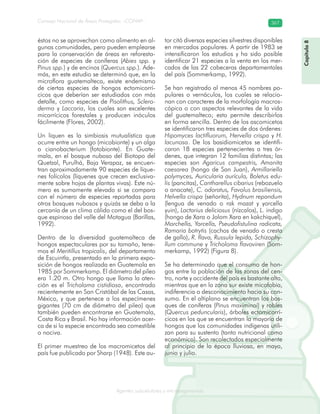Consejo Nacional de Áreas Protegidas –CONAP– 367
Agentes subcelulares y microorganismosrooorganismos
éstos no se aprovechan como alimento en al-
gunas comunidades, pero pueden emplearse
para la conservación de áreas en reforesta-
ción de especies de coníferas (Abies spp. y
Pinus spp.) y de encinos (Quercus spp.). Ade-
más, en este estudio se determinó que, en la
microflora guatemalteca, existe endemismo
de ciertas especies de hongos ectomicorrí-
cicos que deberían ser estudiados con más
detalle, como especies de Pisolithus, Sclero-
derma y Laccaria, los cuales son excelentes
micorrícicos forestales y producen inóculos
fácilmente (Flores, 2002).
Un liquen es la simbiosis mutualística que
ocurre entre un hongo (micobionte) y un alga
o cianobacterium (fotobionte). En Guate-
mala, en el bosque nuboso del Biotopo del
Quetzal, Purulhá, Baja Verapaz, se encuen-
tran aproximadamente 90 especies de líque-
nes folícolos (líquenes que crecen exclusiva-
mente sobre hojas de plantas vivas). Este nú-
mero es sumamente elevado si se compara
con el número de especies reportadas para
otros bosques nubosos y quizás se deba a la
cercanía de un clima cálido como el del bos-
que espinoso del valle del Motagua (Barillas,
1992).
Dentro de la diversidad guatemalteca de
hongos espectaculares por su tamaño, tene-
mos el Meritillus tropicalis, del departamento
de Escuintla, presentado en la primera expo-
sición de hongos realizada en Guatemala en
1985 por Sommerkamp. El diámetro del pileo
era 1.20 m. Otro hongo que llama la aten-
ción es el Tricholoma cistidiosa, encontrado
recientemente en San Cristóbal de las Casas,
México, y que pertenece a los especímenes
gigantes (70 cm de diámetro del pileo) que
también pueden encontrarse en Guatemala,
Costa Rica y Brasil. No hay información acer-
ca de si la especie encontrada sea comestible
o nociva.
El primer muestreo de los macromicetos del
país fue publicado por Sharp (1948). Este au-
tor citó diversas especies silvestres disponibles
en mercados populares. A partir de 1983 se
intensificaron los estudios y ha sido posible
identificar 21 especies a la venta en los mer-
cados de las 22 cabeceras departamentales
del país (Sommerkamp, 1992).
Se han registrado al menos 45 nombres po-
pulares o vernáculos, los cuales se relacio-
nan con caracteres de la morfología macros-
cópica o con aspectos relevantes de la vida
del guatemalteco; esto permite describirlos
en forma sencilla. Dentro de los ascomicetos
se identificaron tres especies de dos órdenes:
Hipomyces lactifluorum, Hervella crispa y H.
lacunosa. De los basidiomicetos se identifi-
caron 18 especies pertenecientes a tres ór-
denes, que integran 12 familias distintas; las
especies son Agaricus campestris, Amanita
caesarea (hongo de San Juan), Armillariella
polymyces, Auricularia aurícula, Boletus edu-
lis (pancitas), Cantharellus cibarius (rebozuelo
o anacate), C. odoratus, Favolus brasiliensis,
Helvella crispa (señorita), Hydnum repandum
(lengua de venado o rak mazat y yorcella
yuin), Lactarius deliciosus (nízcalos), L. indigo
(hongo de Xara o Jolom Xara en kakchiquel),
Morchella, Yorcella, Pseudofistulina radicata,
Ramaria botrytis (cachos de venado o cresta
de gallo), R. flava, Russula lepida, Schizophy-
llum commune y Tricholoma flavoviren (Som-
merkamp, 1992) (Figura 8).
Se ha determinado que el consumo de hon-
gos entre la población de las zonas del cen-
tro, norte y occidente del país es bastante alto,
mientras que en la zona sur existe micofobia,
indiferencia o desconocimiento hacia su con-
sumo. En el altiplano se encuentran los bos-
ques de coníferas (Pinus maximinoi) y robles
(Quercus peduncularis), árboles ectomicorrí-
cicos en los que se encuentran la mayoría de
hongos que las comunidades indígenas utili-
zan para su sustento (tanto nutricional como
económico). Son recolectados especialmente
al principio de la época lluviosa, en mayo,
junio y julio.
Capítulo8
 