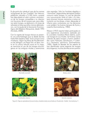 Consejo Nacional de Áreas Protegidas –CONAP–368368
Agentes subcelulares y microorganismos
Morchella morchella
Es de particular interés el caso de los mames
ixchigüenses de San Cristóbal, San Marcos,
población ubicada a 3,100 msnm, quienes
han descubierto el valor nutritivo y económi-
co de los hongos comestibles y su relación
con los pinos, de tal manera que, para obte-
ner estos hongos, se dedicaron a la tarea de
reforestar el área que ellos mismos deforesta-
ron, con la ayuda de la Asociación Ecomico-
lógica del Altiplano Marquense, desde 1994
(Hurtado, 2000).
Con la ingesta de hongos tóxicos se presen-
ta una sintomatología que va desde diarrea
hasta fallo hepático fatal. Se le conoce como
micetismo. Según los libros de fray Bernardi-
no de Sahagún y el Popol Vuh; es decir, tan-
to en la cultura náhuatl como en la maya,
se menciona el uso de los hongos alucinó-
genos en los antiguos rituales y ceremonias
más sagradas. Sólo los hombres elegidos o
“chamanes” (especialistas del éxtasis) podían
consumir estos hongos, lo cual les permitía
una comunicación entre el cielo y la tribu,
para alcanzar trances visionarios y entrar en
contacto con los dioses, o bien, descender al
infierno para contactarse con los demonios
y así predecir los buenos tiempos de lluvia y
cosecha (Sommerkamp, 1984).
Wasson (1957) reporta haber participado en
una experiencia alucinatoria realizada por
la curandera mazateca María Sabina, quien
usó hongos en sus rituales. Se hicieron varias
colectas de estos hongos y fueron clasifica-
dos como Psilocybe caerulescens, P. cuben-
sis y Panaeolus sphintrinus (Sommerkamp,
1984). Desde la década de los setenta se
han identificado varias especies de hongos
alucinógenos; muchas de ellas se encuentran
Cantharellus cibarius
Boletus edulis
Amanita caesarea
Figura 8. Algunos ejemplares de ascomicetos y basidiomicetos encontrados en Guatemala. Crédito: Sommerkamp, Y.
Capítulo8
 