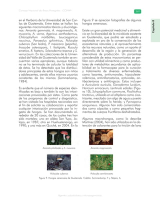 Consejo Nacional de Áreas Protegidas –CONAP– 369
Agentes subcelulares y microorganismos
en el Herbario de la Universidad de San Car-
los de Guatemala. Entre éstas se hallan los
siguientes macromicetos tóxicos y alucinóge-
nos: Amanita gemmata, A. magniveralis, A.
muscaria, A. verna, Agaricus xanthodermus,
Chlorophyllum molibdites, Leucoagaricus
naucinus, Panaeolus sphintricus, Psilocybe
cubensis (San Isidro), P. mexicana (pajarito),
Inoscybe asterospora, I. fastigiata, Russula
emetica, R. foetens, Scleroderma texense y S.
verrucosum. En las colecciones de la Univer-
sidad del Valle de Guatemala también se en-
cuentran varios ejemplares, aunque todavía
no se ha terminado de calcular la totalidad
de éstos. Se ha detectado que los distribui-
dores principales de estos hongos son niños
y adolescentes, siendo ellos mismos usuarios
constantes de los mismos (Sommerkamp,
1984).
Es evidente que el número de especies iden-
tificadas es bajo y también lo son las intoxi-
caciones provocadas por éstas. Como parte
de los programas de control y diagnóstico,
se han visitado los hospitales nacionales con
el fin de solicitar su colaboración y reportar
cualquier intoxicación provocada por la in-
gesta de hongos. Se han documentado al-
rededor de 20 casos, de los cuales tres han
sido mortales: uno en aldea San Yuyo, Ja-
lapa, en 1987; otro en Huehuetenango, en
1990; y uno más en Quiché, en 2004. En la
Figura 9 se aprecian fotografías de algunos
hongos venenosos.
Existe un gran potencial medicinal y alimenti-
cio en la diversidad de la micobiota existente
en Guatemala, que podría ser estudiada y
explotada en pro de la conservación de los
ecosistemas naturales y el aprovechamiento
de los recursos naturales, como un aporte al
desarrollo de la región y la generación de
alternativas de producción. Un porcentaje
considerable de estos macromicetos se per-
filan con utilidad alimenticia y como produc-
tores de metabolitos secundarios de aplica-
bilidad en la farmacopea para la curación
y tratamiento de diversas enfermedades,
como laxantes, antitumorales, hipocoleste-
rolémicos, antiinflamatorios, antivirales, an-
tibacterianos y antifúngicos. Éstos incluyen
a Auricularia aurícula, Ganoderma lucidum,
Hericium erinaceum, Lentinula edades (Figu-
ra 10), Schyzophyllum commune, Pisolituthus
tinctorius, utilizado en el altiplano como cica-
trizante, mezclado con algo de agua y puesto
directamente sobre la herida; y Pycnoporus
sanguineus. Algunos han sido comercializa-
dos como cápsulas y como pequeños frag-
mentos de cuerpos fructíferos deshidratados.
Algunos macrohongos, como lo describe
Martínez (2004), han sido utilizados en la ob-
tención de colorantes para la tinción de lana
Amanita phalloides y A. muscaria Amanita magniveralis
Psilocybe cubensis Psilocybe semilanceata
Figura 9. Hongos venenosos de Guatemala. Crédito: Sommerkamp, Y. y Nájera, A.
Capítulo8
 