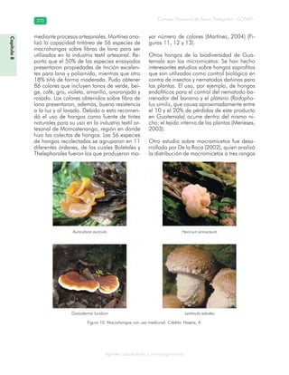 Consejo Nacional de Áreas Protegidas –CONAP–370370
Agentes subcelulares y microorganismos
mediante procesos artesanales. Martínez ana-
lizó la capacidad tintórea de 56 especies de
macrohongos sobre fibras de lana para ser
utilizados en la industria textil artesanal. Re-
porta que el 50% de las especies ensayadas
presentaron propiedades de tinción excelen-
tes para lana y poliamida, mientras que otro
18% tiñó de forma moderada. Pudo obtener
86 colores que incluyen tonos de verde, bei-
ge, café, gris, violeta, amarillo, anaranjado y
rosado. Los colores obtenidos sobre fibra de
lana presentaron, además, buena resistencia
a la luz y al lavado. Debido a esto recomen-
dó el uso de hongos como fuente de tintes
naturales para su uso en la industria textil ar-
tesanal de Momostenango, región en donde
hizo las colectas de hongos. Las 56 especies
de hongos recolectadas se agruparon en 11
diferentes órdenes, de los cuales Boletales y
Thelephorales fueron los que produjeron ma-
yor número de colores (Martínez, 2004) (Fi-
guras 11, 12 y 13).
Otros hongos de la biodiversidad de Gua-
temala son los micromicetos. Se han hecho
interesantes estudios sobre hongos saprofitos
que son utilizados como control biológico en
contra de insectos y nematodos dañinos para
las plantas. El uso, por ejemplo, de hongos
endofíticos para el control del nematodo ba-
rrenador del banano y el plátano (Radopho-
lus similis, que causa aproximadamente entre
el 10 y el 20% de pérdidas de este producto
en Guatemala) ocurre dentro del mismo ni-
cho: el tejido interno de las plantas (Meneses,
2003).
Otro estudio sobre macromicetos fue desa-
rrollado por De la Roca (2002), quien analizó
la distribución de macromicetos a tres rangos
Auricularia aurícula Hericium erinaceum
Ganoderma lucidum Lentinula edodes
Figura 10. Macrohongos con uso medicinal. Crédito: Najera, A.
Capítulo8
 