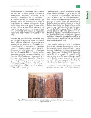 Consejo Nacional de Áreas Protegidas –CONAP– 371
Agentes subcelulares y microorganismos
altitudinales en la parte oeste de la Reserva
de Cerro San Gil, municipio de Santo Tomás,
departamento de Izabal, Guatemala. Se en-
contraron 104 especies de macromicetos. Y
se concluyó que los tres niveles de altitud po-
seían un índice de similitud menor al 60%;
sin embargo, la curva de acumulación de es-
pecies nunca alcanzó el punto de saturación,
lo cual sugiere que se debió recolectar por
más tiempo para tener un muestreo exhaus-
tivo. Esto indica también que la riqueza de
especies de macromicetos es muy alta en esa
área.
También, se han estudiado diferentes hon-
gos patógenos de plantas, sobre todo dentro
de los recursos forestales. Algunos géneros
de hongos que afectan al Pinus oocarpa y
P. maximinoi son Dothistroma sp., Lophoder-
mium sp., Sphaeropsis sp., Lecanosticta sp.,
Pestalotia sp., Phasidium sp. y Coleospo-
rium sp. (González, 2004). Además, se han
reportado algunos hongos patógenos que
han sido identificados en muestras de pro-
cedencia variada y de los cuales únicamente
se logró establecer el género en la mayoría
de casos. Estos estudios han sido realizados
entre 2001 y 2007 por el Laboratorio de Pro-
tección Vegetal de la Universidad del Valle de
Guatemala (Cuadro 3).
En Guatemala, además de detectar y diag-
nosticar enfermedades fúngicas, se han ini-
ciado estudios más completos y específicos
como la evaluación de marcadores AFLP’s
para identificar individuos resistentes a Phyto-
phthora cinnamomi Rands por investigadores
de la Facultad de Agronomía de la Universi-
dad de San Carlos de Guatemala, en cola-
boración con los laboratorios de Protección
Vegetal de la Universidad del Valle de Gua-
temala. Estudios como la identificación de
diferentes cepas de Phytophthora cinnamomi
o sus caracterizaciones fenotípicas y genotí-
picas son necesarios para poder conocer el
comportamiento esperable de las variantes
ante diferentes situaciones.
Otros hongos tienen importancia a nivel in-
dustrial, en procesos fermentativos, como lo
demuestra el estudio microbiológico y antro-
pológico de bebidas fermentadas tradiciona-
les de Guatemala (Valdez, 1992). Este autor
habla del boj, el ishpasá, el fresco de súchi-
les y la chicha, en los que actúan principal-
mente Saccharomyces cerevisiae, Hansenula
anómala y algunas especies de Rhodotorula,
además de las bacterias fermentadoras.
También se encuentran hongos causantes del
deterioro de alimentos: principalmente espe-
Figura 11. Porciones de fibra de lana coloreadas a partir de colores obtenidos con macrohongos
Crédito: Martínez, M.
Capítulo8
 