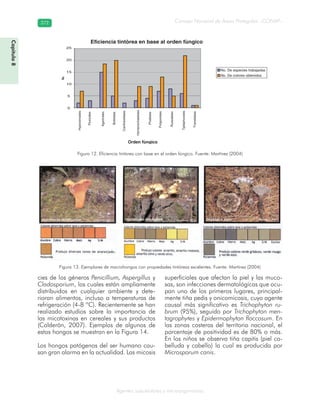 Consejo Nacional de Áreas Protegidas –CONAP–372372
Agentes subcelulares y microorganismos
cies de los géneros Penicillium, Aspergillus y
Cladosporium, los cuales están ampliamente
distribuidos en cualquier ambiente y dete-
rioran alimentos, incluso a temperaturas de
refrigeración (4-8 ºC). Recientemente se han
realizado estudios sobre la importancia de
las micotoxinas en cereales y sus productos
(Calderón, 2007). Ejemplos de algunos de
estos hongos se muestran en la Figura 14.
Los hongos patógenos del ser humano cau-
san gran alarma en la actualidad. Las micosis
superficiales que afectan la piel y las muco-
sas, son infecciones dermatológicas que ocu-
pan uno de los primeros lugares, principal-
mente tiña pedis y onicomicosis, cuyo agente
causal más significativo es Trichophyton ru-
brum (95%), seguido por Trichophyton men-
tagrophytes y Epidermophyton floccosum. En
las zonas costeras del territorio nacional, el
porcentaje de positividad es de 80% o más.
En los niños se observa tiña capitis (piel ca-
belluda y cabello) la cual es producida por
Microsporum canis.
Figura 12. Eficiencia tintórea con base en el orden fúngico. Fuente: Martínez (2004)
Figura 13. Ejemplares de macrohongos con propiedades tintóreas excelentes. Fuente: Martínez (2004)
Capítulo8
Hypocereales
Pezizales
Agaricales
Boletales
Cantharellales
Hymenochaetales
Phallales
Polyporales
Russalales
Tjelephorales
Tremellales
Orden fùngico
Eficiencia tintòrea en base al orden fùngico
0
5
10
15
20
25
No.
No. De especies trabajadas
No. De colores obtenidos
 