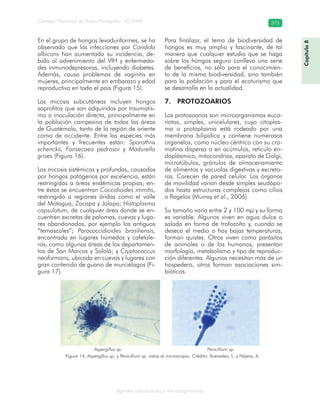 Consejo Nacional de Áreas Protegidas –CONAP– 375
Agentes subcelulares y microorganismos
En el grupo de hongos levaduriformes, se ha
observado que las infecciones por Candida
albicans han aumentado su incidencia, de-
bido al advenimiento del VIH y enfermeda-
des inmunodepresoras, incluyendo diabetes.
Además, causa problemas de vaginitis en
mujeres, principalmente en embarazo y edad
reproductiva en todo el país (Figura 15).
Las micosis subcutáneas incluyen hongos
saprofitos que son adquiridos por traumatis-
mo o inoculación directa, principalmente en
la población campesina de todas las áreas
de Guatemala, tanto de la región de oriente
como de occidente. Entre las especies más
importantes y frecuentes están: Sporothrix
schenckii, Fonsecaea pedrosoi y Madurella
grises (Figura 16).
Las micosis sistémicas y profundas, causadas
por hongos patógenos por excelencia, están
restringidas a áreas endémicas propias; en-
tre éstas se encuentran Coccidioides immitis,
restringido a regiones áridas como el valle
del Motagua, Zacapa y Jalapa; Histoplasma
capsulatum, de cualquier área donde se en-
cuentren excretas de palomas, cuevas y luga-
res abandonados, por ejemplo los antiguos
“temascales”; Paracoccidioides brasiliensis,
encontrada en lugares húmedos y cafetale-
ros, como algunas áreas de los departamen-
tos de San Marcos y Sololá; y Cryptococcus
neoformans, ubicada en cuevas y lugares con
gran contenido de guano de murciélagos (Fi-
gura 17).
Para finalizar, el tema de biodiversidad de
hongos es muy amplio y fascinante, de tal
manera que cualquier estudio que se haga
sobre los hongos seguro conlleva una serie
de beneficios, no sólo para el conocimien-
to de la misma biodiversidad, sino también
para la población y para el ecoturismo que
se desarrolla en la actualidad.
7. PROTOZOARIOS
Los protozoarios son microorganismos euca-
riotas, simples, unicelulares, cuyo citoplas-
ma o protoplasma está rodeado por una
membrana bilipídica y contiene numerosos
organelos, como núcleo céntrico con su cro-
matina dispersa o en acúmulos, retículo en-
doplásmico, mitocondrias, aparato de Golgi,
microtúbulos, gránulos de almacenamiento
de alimentos y vacuolas digestivas y excreto-
ras. Carecen de pared celular. Los órganos
de movilidad varían desde simples seudópo-
dos hasta estructuras complejas como cilios
o flagelos (Murray et al., 2006).
Su tamaño varía entre 2 y 100 mμ y su forma
es variable. Algunos viven en agua dulce o
salada en forma de trofozoíto y, cuando se
deseca el medio o hay bajas temperaturas,
forman quistes. Otros viven como parásitos
de animales o de los humanos, presentan
morfología, metabolismo y tipo de reproduc-
ción diferentes. Algunos necesitan más de un
hospedero, otros forman asociaciones sim-
bióticas.
Aspergillus sp. Penicillium sp.
Figura 14. Aspergillus sp. y Penicillium sp. vistos al microscopio. Crédito: Acevedeo, L. y Nájera, A.
Capítulo8
 