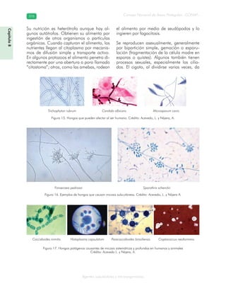 Consejo Nacional de Áreas Protegidas –CONAP–376376
Agentes subcelulares y microorganismos
Su nutrición es heterótrofa aunque hay al-
gunos autótrofos. Obtienen su alimento por
ingestión de otros organismos o partículas
orgánicas. Cuando capturan el alimento, los
nutrientes llegan al citoplasma por mecanis-
mos de difusión simple y transporte activo.
En algunos protozoos el alimento penetra di-
rectamente por una abertura o poro llamado
“citostoma”; otros, como las amebas, rodean
el alimento por medio de seudópodos y lo
ingieren por fagocitosis.
Se reproducen asexualmente, generalmente
por bipartición simple, gemación o esporu-
lación (fragmentación de la célula madre en
esporas o quistes). Algunos también tienen
procesos sexuales, especialmente los cilia-
dos. El cigoto, al dividirse varias veces, da
Trichophyton rubrum Candida albicans Microsporum canis
Figura 15. Hongos que pueden afectar al ser humano. Crédito: Acevedo, L. y Nájera, A.
Fonsecaea pedrosoi Sporothrix schenckii
Figura 16. Ejemplos de hongos que causan micosis subcutáneas. Crédito: Acevedo, L. y Nájera A.
Coccidioides immitis Histoplasma capsulatum Paracoccidioides brasiliensis Cryptococcus neoformans
Figura 17. Hongos patógenos causantes de micosis sistemáticas y profundas en humanos y animales
Crédito: Acevedo L. y Nájera, A.
Capítulo8
 