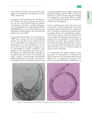 Consejo Nacional de Áreas Protegidas –CONAP– 385
Agentes subcelulares y microorganismos
norte, Salamá y Cobán. Estos dos últimos gé-
neros son vectores de virus (nepovirus como
TRSV y tobravirus).
Los registros de los géneros de nematodos y
los cultivos a los que se asocian se encuen-
tran en los archivos del Programa Integral
de Protección Agrícola y Ambiental/Asocia-
ción Guatemalteca de Exportadores (PIPAA/
AGEXPRONT) y en los archivos del Centro de
Diagnóstico Parasitológico de la Facultad de
Agronomía de la USAC.
El paso del huracán Mitch por Guatemala en
1998 trajo consigo una serie de problemas
al país. Uno de ellos fue la introducción del
ALC, enfermedad muy destructiva para las
palmáceas en la zona del Atlántico. Cuan-
do se dio la alarma sobre la presencia de
la enfermedad se tuvieron problemas para
separar su sintomatología de la de una en-
fermedad que tradicionalmente afectaba a
las palmáceas de la zona, el nematodo del
anillo rosado, anteriormente denominado
Rhadinaphelenchus cocophyllus y actualmen-
te Bursaphelenchus cocophyllus, que ha sido
una plaga endémica en la región tropical de
América. Debido a esto la UNR, junto con la
FAUSAC y la UVG, hicieron algunos trabajos
de investigación para poder definir cuándo
una planta está afectada por el nematodo y
cuándo por el fitoplasma.
Con la implementación del cultivo de la pal-
ma africana, se están realizando monitoreos
constantes sobre la diseminación y presencia
de R. cocophyllus dentro de las plantaciones.
La especie tiene como hospedante preferen-
cial al coco, pero su rango de alimentación
incluye todas las especies de palmeras, in-
cluyendo las ornamentales. El nematodo se
encuentra en el tallo de las plantas. El picu-
do de las palmáceas, Rhynchophorus palma-
rum, es el vector del nematodo, por lo que la
detección del insecto en la planta sugiere la
presencia del nematodo.
Los nematodos de quiste también tienen
su historia en Guatemala. En diciembre de
2001, el servicio de cuarentena de Honduras
detectó, en un cargamento de papa, quis-
tes de nematodos del género Globodera; se
Figura 18. Hembra y macho de R. reniformes obtenidos de Sansevieria trifasciata. Crédito: Cardona, I.
Capítulo8
 