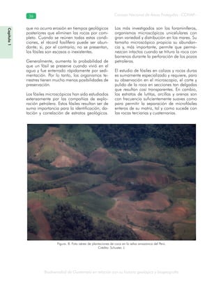 Biodiversidad de Guatemala en relación con su historia geológica y biogeografía
Consejo Nacional de Áreas Protegidas –CONAP–36
Capítulo1
que no ocurra erosión en tiempos geológicos
posteriores que eliminen las rocas por com-
pleto. Cuando se reúnen todas estas condi-
ciones, el récord fosilífero puede ser abun-
dante; si, por el contrario, no se presentan,
los fósiles son escasos o inexistentes.
Generalmente, aumenta la probabilidad de
que un fósil se preserve cuando vivió en el
agua y fue enterrado rápidamente por sedi-
mentación. Por lo tanto, los organismos te-
rrestres tienen mucho menos posibilidades de
preservación.
Los fósiles microscópicos han sido estudiados
extensamente por las compañías de explo-
ración petrolera. Estos fósiles resultan ser de
suma importancia para la identificación, da-
tación y correlación de estratos geológicos.
Los más investigados son los foraminíferos,
organismos microscópicos unicelulares con
gran variedad y distribución en los mares. Su
tamaño microscópico propicia su abundan-
cia y, más importante, permite que perma-
nezcan intactos cuando se tritura la roca con
barrenos durante la perforación de los pozos
petroleros.
El estudio de fósiles en calizas y rocas duras
es sumamente especializado y requiere, para
su observación en el microscopio, el corte y
pulido de la roca en secciones tan delgadas
que resultan casi transparentes. En cambio,
los estratos de lutitas, arcillas y arenas son
con frecuencia suficientemente suaves como
para permitir la separación de microfósiles
enteros de su matriz, tal y como sucede con
las rocas terciarias y cuaternarias.
Figura. 8. Foto aérea de plantaciones de coca en la selva amazónica del Perú.
Crédito: Schuster, J.
 