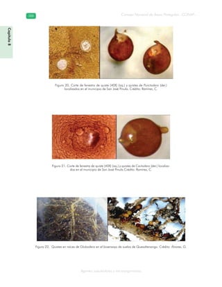 Consejo Nacional de Áreas Protegidas –CONAP–388388
Agentes subcelulares y microorganismos
Figura 20. Corte de fenestra de quiste (40X) (izq.) y quistes de Punctodera (der.)
localizados en el municipio de San José Pinula. Crédito: Ramírez, C.
Figura 21. Corte de fenestra de quiste (40X) (izq.) y quistes de Cactodera (der.) localiza-
dos en el municipio de San José Pinula.Crédito: Ramírez, C.
Figura 22. Quistes en raíces de Globodera en el bioensayo de suelos de Quezaltenango. Crédito: Álvarez, G.
Capítulo8
 