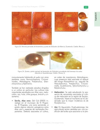 Consejo Nacional de Áreas Protegidas –CONAP– 389
Agentes subcelulares y microorganismos
conjuntamente habitando el suelo con otros
parásitos como Hemicycliophora, Cricone-
moides, Meloidogyne, Pratylenchus, Tylen-
choryinchus y Xiphinema.
También se han realizado estudios dirigidos
a un cultivo en particular. Los cultivos más
importantes estudiados son Aloe vera, melo-
cotón, ajo, hule, chile guaque, brócoli y cri-
santemo.
Sávila,• Aloe vera: Del Cid (2002) in-
vestigó en el municipio de El Progre-
so, El Progreso, una zona semiárida, si
existía alguna relación patogénica entre
Aloe vera y especies de nematodos fito-
parásitos. Detectó asociados al cultivo,
en orden de importancia, Meloidogyne,
cuya presencia está asociada al ataque
del hongo Phytophthora sp., seguido de
Helicotylenchus, Pratylenchus, Cricone-
mella, Scutellonema, Tylenchorhynchus y
Rotylenchulus.
Melocotón:• Se está estudiando la pre-
sencia de nematodos asociados al culti-
vo de melocotón en la región de Tecpán,
Guatemala. Hasta el momento se ha ob-
servado que la mayor incidencia es de
Paratylenchus.
Ajo:• En Aguacatán, Huehuetenango, los
agricultores tenían pérdidas por una pu-
drición del bulbo que asociaron a la pre-
Figura 23. Patrones perineales de fenestralias y quistes de Globodera de Palencia, Guatemala. Crédito: Blanco, L.
Figura 24. Quiste y patrón perineal de fenestralias de Globodera procedentes del bioensayo de suelos
obtenido en Quezaltenango. Crédito: Álvarez, G.
Capítulo8
 