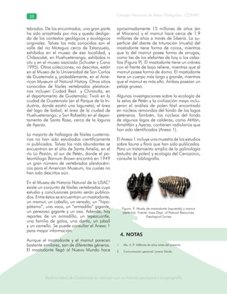 Biodiversidad de Guatemala en relación con su historia geológica y biogeografía
Consejo Nacional de Áreas Protegidas –CONAP–38
Biodiversidad de Guatemala en relación con su historia geológica y biogeografía
tebrados. De los encontrados, una gran parte
ha sido arrastrada por ríos y queda desliga-
da de los contextos geológicos y ecológicos
originales. Talvez los más conocidos son el
valle del río Motagua cerca de Estanzuela,
exhibidos en el museo de esa localidad, y
Chibacabé, en Huehuetenango, exhibidos in
situ y en el museo asociado (Schuster y Cano
1995). Otras colecciones, no descritas, están
en el Museo de la Universidad de San Carlos
de Guatemala y, probablemente, en el Ame-
rican Museum of Natural History. Otros sitios
conocidos de fósiles vertebrados pleistoce-
nos incluyen Ciudad Real y Chinautla, en
el departamento de Guatemala; Tívoli en la
ciudad de Guatemala (en el Parque de la In-
dustria, donde existió una laguneta); el área
del lago de Izabal; el área de la ciudad de
Huehuetenango; y San Rafaelito en el depar-
tamento de Santa Rosa, cerca de la laguna
de Ayarza.
La mayoría de hallazgos de fósiles cuaterna-
rios no han sido estudiados científicamente
ni publicados. Talvez los más abundantes se
encuentran en el sitio de Santa Amelia, en el
río La Pasión, al sur de Petén, donde el pa-
leontólogo Barnum Brown encontró en 1949
un gran número de vertebrados pleistocéni-
cos para el American Museum, los cuales no
han sido descritos aún.
En el Museo de Historia Natural de la USAC2
existe un conjunto de fósiles vertebrados cuyo
estudio y conclusiones pronto serán publica-
dos. Entre éstos se encuentran un mastodonte,
un mamut, un caballo, un venado, un “hipo-
pótamo”, una vaca, un “armadillo” gigante,
un perezoso gigante y un oso. Además, hay
reportes de un armadillo, un tepezcuintle,
una familia de gatos, una danta, un jabalí
y un camello. Se puede consultar el Anexo 1
para mayor información.
Aunque el mastodonte y el mamut parecen
bastante similares, son de diferentes géneros.
El mastodonte llegó al Nuevo Mundo hace
aproximadamente 15 millones de años (en
el Mioceno) y el mamut hace cerca de 1.9
millones de años a través de Siberia. La su-
perficie del diente de trituración (muela) del
mastodonte tiene forma de conos, mientras
que la del mamut posee forma de arrugas,
como las de los elefantes de hoy o los caba-
llos (Figura 9). El mastodonte tiene un cráneo
con el frente de bajo relieve, mientras que el
mamut posee forma de domo. El mastodonte
tiene un cuerpo más largo y grande, mientras
que el mamut es más alto. Ambos poseían un
pelaje grueso.
Algunas investigaciones sobre la ecología de
la selva de Petén y la civilización maya inclu-
yeron el análisis de polen fósil encontrado
en núcleos removidos del fondo de los lagos
peteneros. También, los núcleos del fondo
de algunos lagos de calderas, como Atitlán,
Amatitlán y Ayarza, contienen radiolarios que
han sido identificados (Anexo 1).
El Anexo 1 incluye una muestra de los estudios
sobre fauna y flora que han sido publicados.
Para un tratamiento amplio de la palinología
(estudio de polen) y ecología del Cenozoico,
consulte la bibliografía.
Figura. 9. Muela de mastodonte (izquierda) y mamut
(derecha). Fuente: Iowa Dept. of Natural Resources,
Geological Survey
Ma. A. P.: Millones de años antes del presente.1.
Comunicación personal. Lorena Dávila.2.
4. NOTAS
 