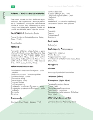 Biodiversidad de Guatemala en relación con su historia geológica y biogeografía
Consejo Nacional de Áreas Protegidas –CONAP–48
Biodiversidad de Guatemala en relación con su historia geológica y biogeografía
Capítulo1
ANEXO 1. FÓSILES DE GUATEMALA
Este anexo provee una lista de fósiles repre-
sentativos de los períodos y estratos presen-
tes en Guatemala. Muchas de las fuentes de
donde se obtuvo esta información no men-
cionan los autores de las especies. Donde era
posible encontrarlos, se incluyen los autores.
CARBONÍFERO (Ensilvánico Tardío)
Formación Macal: lutitas induradas, Belice,
Dixon (1956).
Braquiópodos
PÉRMICO
Formación Chóchal: caliza, lutitas en parte
inferior, Huehuetenango, Quiché, norte Baja
Verapaz, sur de Alta Verapaz, Izabal, Belice
(Anderson et al. 1973, Bonis 1967, Collins
2007, Kling 1960, Johnson & Kaska 1965,
Stehli & Grant 1970, Termer 1936, Vachard
et al., 1997, 2000, Vinson, 1962).
Foraminífera: Fusulinidae
Eoverbeekina americana Thompson y Miller
Levenella
Parafusilina australis Thompson y Miller
P. guatemalaensis Dunbar
P. biturbinata Kling
P. erratoseptata Kling
P. sapperi Dunbar
P. subrectangularis
Schubertella muellerriedi Thompson y Miller
Schwagerina gruperaensis Thompson y Miller
Nankinella
Skinnerella
Skinerina
Brachiopoda
Echinauris (Muir-Wood y Cooper, 1960)
Spiriferinidae indet.
Hustedia (Hall y Clark, 1893)
Composita hapsida Stehli y Grant
Composita
Pontisia
Meekella aff. occidentalis (Newberry)
Hercosestria notialis Stehli y Grant
Bryozoa
Fenestella
Polypora
Protoretepora?
Septopora
Gastropoda
Bellerophon
Cephalopoda: Ammonoidea
Neocrimetes catoensis
Almites dunbari
Paragastrioceratid indet.
Perrinities hilli (Smith) Formación Macal, Belice
(Dixon, 1956)
Pelecypoda
Trilobita
Anisopyge hyperbola Chamberlain
Crinoidea (tallos)
Rhodophyta (algas rojas)
Gyroporella guatemalaense
G. igoi Endo
Clavaphysoporella americana
Parachaetetes centurionis
Gymnocodium bellerophontis (Rothpletz)
Mizza yabei
Chlorophyta (algas verdes)
Connexia slovenica Kochansky-Devid
 
