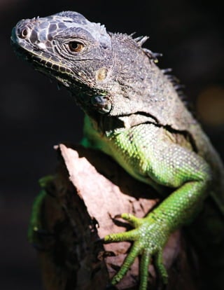 Guatemala y su Biodiversidad