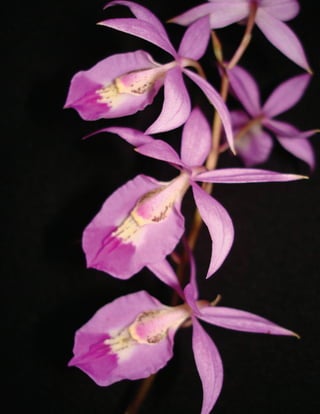 Guatemala y su Biodiversidad