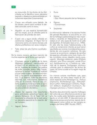 La diversidad cultural de Guatemala. Algunas relaciones con la biodiversidad
Consejo Nacional de Áreas Protegidas –CONAP–9494
de Guatemala. Algunas relaciones coLa diversidad cultural dsidad
Capítulo2
es consumido. En los Anales de los Kak-
chikeles se le identifica como elemento
sagrado u obsequio a personalidades en
ocasiones especiales (casamientos).
• Cacao: era utilizado como bebida de
los dioses y servía para nombrar la dei-
dad conocida como Ix cacau.
• Algodón: es una especie domesticada
por los mayas, que se utilizaba para la
fabricación de prendas de vestir.
• Copal: era y sigue siendo utilizado en
ceremonias religiosas. El Popol Vuh lo
menciona como una resina olorosa y de
efectos profilácticos con seres malignos.
• Tzité: árbol de pito Erytrina coralloden-
dron.
De la misma manera, se hace mención de
muchas especies de la fauna, por ejemplo:
• Chumpes, pavos o gallos de la tierra
(Meleagris gallipavo), mencionados en
el Popol Vuh en relación con la muerte
de los hombres de madera. Las piedras
de moler, comales, platos, ollas, tinajas,
reclaman a dichos hombres el maltrato
al que fueron sujetos. Se menciona tam-
bién a los perros (supuestamente extin-
tos). Si se observa, todos los elementos
descritos son instrumentos domésticos
útiles en la vivienda. Vistos en ese con-
texto, puede asumirse que tanto el perro
como el pavo se encontraban también
en una condición doméstica.
• Abejas: las especies más importantes
para actividades extractivas fueron del
género Melipona. En el Popol Vuh se
menciona la utilización de la miel como
un elemento esencial en la creación del
ser humano.
• Jaguar: Balam
• Puma
• Monos
- Qoy: Mono pequeño de las Verapaces
• Pájaros
- Guacamayos
• Serpientes
La información referente a las épocas finales
del período Posclásico se encuentra en uno
de los hallazgos paleontológicos más impor-
tantes y recientes en Mesoamérica, que se
realizó en el sitio Joyas de Cerén en el valle
de Zapotitán, El Salvador (Lenz et al., 1996).
En este sitio las áreas habitacionales y de
cultivo se conservaron intactas ya que fueron
sepultadas por arenas incandescentes proce-
dentes de una erupción volcánica. De esta
manera se encontraron vestigios de semillas
de especies cultivadas como maíz, frijol y chi-
les, cucúrbitas, cacao, algodón, nance, yuca,
capulín (Muntigia calabura), cedro (Cedrela
odorata), pino (Pinus oocarpa), amate (Ficus
sp.), Aspidosperma sp. y Casearia sp., ade-
más de la especie Trachypogon plumosus
utilizada para la elaboración de techos de
casas, tal como sucede en la región maya de
Chiapas.
Los mismos autores manifiestan que, para
esos efectos, en otras áreas mayas se utili-
zaron especies como Adropogon sp., Festuca
amplissima, Mulhlenbergia spp., Arthrosttyli-
dioum pittieri, Heteropogon contortus, Paspa-
lum stellatum, Sorghastrum brunneaum, Tra-
chypogon plumosus y Trisetum irazuense.
Recientes descubrimientos reportan hallazgos
del cultivo de yuca (Manihot esculenta) en ese
sitio, los cuales están fechados aproximada-
mente en el año 600. El descubrimiento es
importante porque es el primer reporte de di-
cha especie como cultivo en los campos en
arreglos de hileras (BBC Mundo, 2007).
 