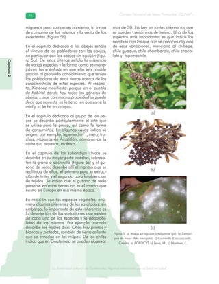 La diversidad cultural de Guatemala. Algunas relaciones con la biodiversidad
Consejo Nacional de Áreas Protegidas –CONAP–9696
de Guatemala. Algunas relaciones coLa diversidad cultural dsidad
Capítulo2
migueros para su aprovechamiento, la forma
de consumo de los mismos y la venta de los
excedentes (Figura 5b).
En el capítulo dedicado a las abejas señala
el vínculo de los pobladores con las abejas,
en particular con las abejas sin aguijón (figu-
ra 5a). De estas últimas señala la existencia
de varias especies y la forma como se mane-
jaban; hace énfasis en que ello era posible
gracias al profundo conocimiento que tenían
los pobladores de estas tierras acerca de las
características de estas especies. Al respec-
to, Ximénez manifiesta: porque en el pueblo
de Rabinal donde hay todos los géneros de
abejas… que con mucha propiedad se puede
decir que aquesta es la tierra en que corre la
miel y la leche en arroyos.
En el capítulo dedicado al grupo de los pe-
ces se describe particularmente el arte que
se utiliza para la pesca, así como la forma
de consumirlos. En algunos casos indica su
origen; por ejemplo, tepemechin17
, mero, tru-
chas, mojarras de Amatitlán, camarón de la
costa sur, pepesca, etcétera.
En el capítulo de las sabandijas chicas se
describe en su mayor parte insectos, sobresa-
len la grana o cochinilla (Figura 5c) y el gu-
sano de seda, describe allí el manejo que se
realizaba de ellos, el primero para la extrac-
ción de tintes y el segundo para la obtención
de tejidos. Se indica que el gusano de seda
presente en estas tierras no es el mismo que
existía en Europa en esa misma época.
En relación con las especies vegetales, enu-
mera algunas diferentes de las ya citadas; sin
embargo, lo importante de esta referencia es
la descripción de las variaciones que existen
de cada una de las especies y la adaptabi-
lidad de las mismas. Por ejemplo, cuando
describe los frijoles dice: Otros hay prietos y
blancos y pintados, también de tierra caliente
que se enredan en las milpas. De los chiles
indica que en Guatemala se pueden observar
mas de 30: las hay en tantas diferencias que
se pueden contar mas de treinta. Uno de los
aspectos más importantes es que indica los
nombres con los que aún se conocen algunas
de esas variaciones, menciona al chiltepe,
chile guaque, chile chamborote, chile choco-
late y tepemechile.
(a)
Figura 5. a). Abeja sin aguijón (Meliponae sp.). b) Zompo-
pos de mayo (Atta laevigata), c) Cochinilla (Caccus cacti).
Crédito: a) AGROCYT, b) Leiva, M., c) Martínez, E.
(c)
(b)
 