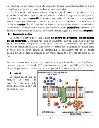 6
La osmosis es la transferencia de agua desde una solución hipotónica a una
hipertónica, a través de una membrana semipermeable.
En el caso de una célula animal como el glóbulo rojo, si se pone en una
solución hipertónica respecto de su interior, perderá el agua y se arrugara. El
fenómeno se llama crenación. Puesto en una solución hipotónica, en cambio, le
entrara agua, se diluirá su contenido y se romperá la membrana celular, lo que
se llama citólisis. En el caso de las células vegetales, en medios hipertónicos,
la membrana plasmática se rompe, fenómeno llamado plasmólisis, mientras que
en medio hipotónico la vacuola se hincha, dando lugar a una célula turgente.
III. Transporte activo
El transporte activo es el que ocurre en contra del gradiente electroquímico
de las sustancias. Considerando solo el gradiente químico, podemos decir que
es el movimiento de partículas desde el lado de la membrana en que están
menos concentrada hacia el lado donde lo están más, pudiendo ser hacia fuera
o hacia dentro de la célula. Es comparable al desplazamiento de un objeto
cuesta arriba, al desplazamiento de un móvil contra la corriente del agua de un
río.
Ya que el transporte activo es en contra de la gradiente de concentración se
ocupa energía en forma de ATP, quedando como productos ADP y P+. Según
el tió de partículas que se quieran transportar, los mecanismos son:
1. Uniport:
Es aquel en el que se
mueven un tipo de
moléculas en una sola
dirección, como lo son los
canales de Na+.
 