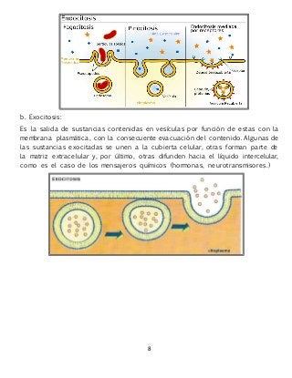 8
b. Exocitosis:
Es la salida de sustancias contenidas en vesículas por función de estas con la
membrana plasmática, con la consecuente evacuación del contenido. Algunas de
las sustancias exocitadas se unen a la cubierta celular, otras forman parte de
la matriz extracelular y, por último, otras difunden hacia el líquido intercelular,
como es el caso de los mensajeros químicos (hormonas, neurotransmisores.)
 