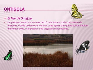 ONTIGOLA
   El Mar de Ontigola.
   Un precioso entorno a no mas de 10 minutos en coche del centro de
    Aranjuez, donde podemos encontrar unas aguas tranquilas donde habitan
    diferentes aves, mariposas y una vegetación abundante.
 