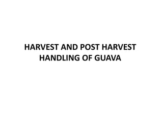 HARVEST AND POST HARVEST
HANDLING OF GUAVA
 