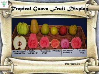 Guava | PDF
