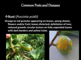Guava and its prouduction technology | PPTX