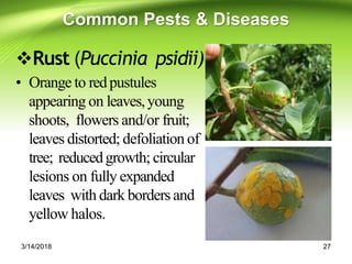 Production Technology of Guava | PPTX