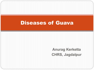 Anurag Kerketta
CHRS, Jagdalpur
Diseases of Guava
 