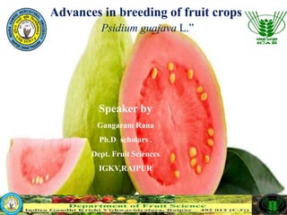 Speaker by
Gangaram Rana
Ph.D scholars .
Dept. Fruit Sciences
IGKV,RAIPUR
Advances in breeding of fruit crops
Psidium guajava L.”
 