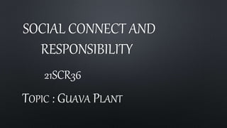 SOCIAL CONNECT AND
RESPONSIBILITY
21SCR36
TOPIC : GUAVA PLANT
 