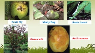 Guava Cultivation.pptx