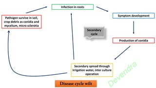 Pathogen survive in soil,
crop debris as conidia and
mycelium, micro sclerotia
Infection in roots
Production of conidia
Symptom development
Secondary spread through
Irrigation water, inter culture
operation
Secondary
cycle
Devendra
 