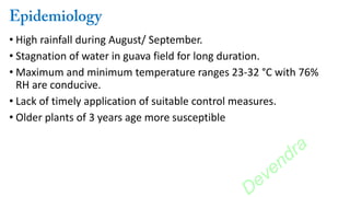 • High rainfall during August/ September.
• Stagnation of water in guava field for long duration.
• Maximum and minimum temperature ranges 23-32 °C with 76%
RH are conducive.
• Lack of timely application of suitable control measures.
• Older plants of 3 years age more susceptible
Devendra
 