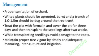 •Proper sanitation of orchard.
• Wilted plants should be uprooted, burnt and a trench of
1.0-1.5m should be dug around the tree trunk.
•Treat the pits with formalin and cover the pit for three
days and then transplant the seedlings after two weeks.
• While transplanting seedlings avoid damage to the roots.
• Maintain proper tree vigour by timely and adequate
manuring, inter-culture and irrigation.
Devendra
 