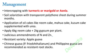 • Intercropping with turmeric or marigold or Aonla.
• Soil solariztion with transparent polythene sheet during summer
months.
• Application of oil cakes like neem cake, mahua cake, kusum cake
supplemented with urea.
• Apply 6kg neem cake + 2kg gypsum per plant.
• Judicious ammendments of N and Zn.
• Resistant variety: Apple guava
• Chinese guava (P. friedshthalianum) and Phillippine guava are
recommended as resistant root stocks.
Devendra
 