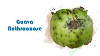 Guava
Anthracnose
Devendra
 