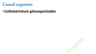 •Colletotrichum gloeosporioides
Devendra
 
