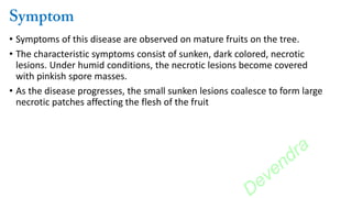 • Symptoms of this disease are observed on mature fruits on the tree.
• The characteristic symptoms consist of sunken, dark colored, necrotic
lesions. Under humid conditions, the necrotic lesions become covered
with pinkish spore masses.
• As the disease progresses, the small sunken lesions coalesce to form large
necrotic patches affecting the flesh of the fruit
Devendra
 