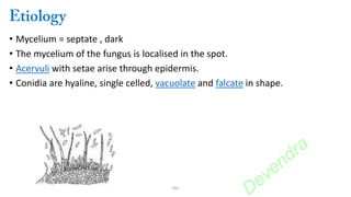 • Mycelium = septate , dark
• The mycelium of the fungus is localised in the spot.
• Acervuli with setae arise through epidermis.
• Conidia are hyaline, single celled, vacuolate and falcate in shape.
DKC
Devendra
 
