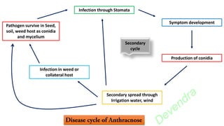 Pathogen survive in Seed,
soil, weed host as conidia
and mycelium
Infection through Stomata
Production of conidia
Symptom development
Infection in weed or
collateral host
Secondary spread through
Irrigation water, wind
Secondary
cycle
DKC
Devendra
 