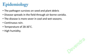 • The pathogen survives on seed and plant debris
• Disease spreads in the field through air-borne conidia.
• The disease is more sever in cool and wet seasons.
• Continuous rain.
• Temperature of 28-30˚C.
• High humidity.
Devendra
 