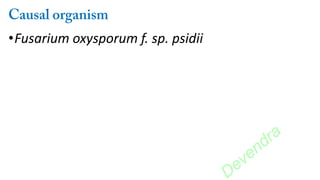 •Fusarium oxysporum f. sp. psidii
Devendra
 